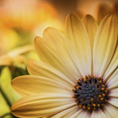 Premium Photographic Print, , small