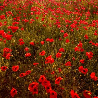 Premium Photographic Print, , small