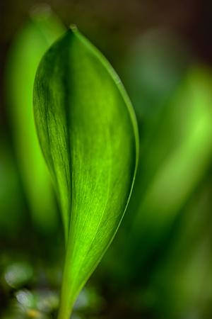 Premium Photographic Print, , small