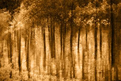 Premium Photographic Print, , small