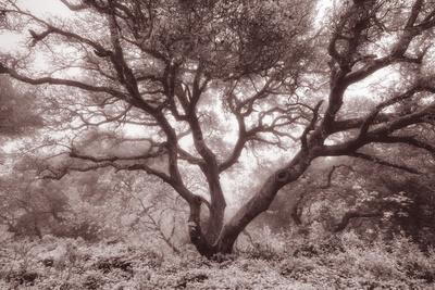 Premium Photographic Print, , small