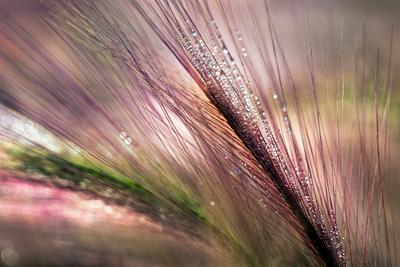 Premium Photographic Print, , small