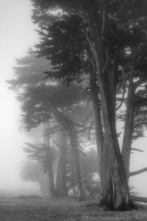 Premium Photographic Print, , small
