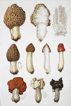 Premium Giclee Print, , small