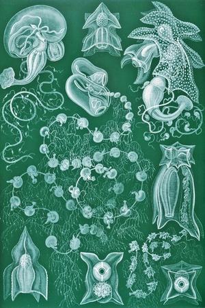 Premium Giclee Print, , small