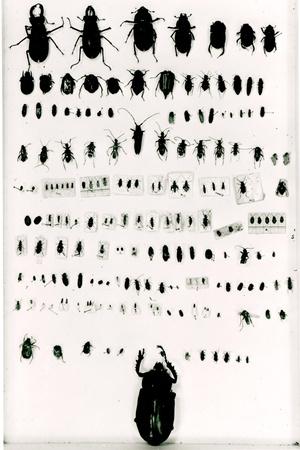 Premium Giclee Print, , small