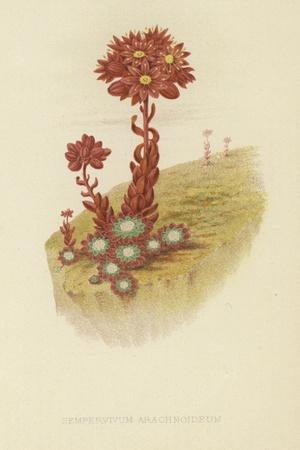 Premium Giclee Print, , small