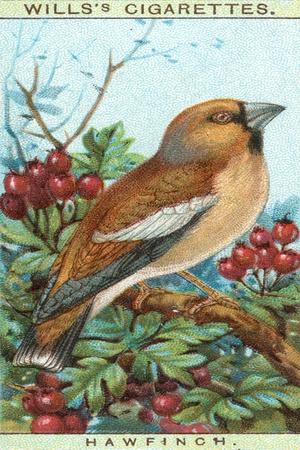 Premium Giclee Print, , small