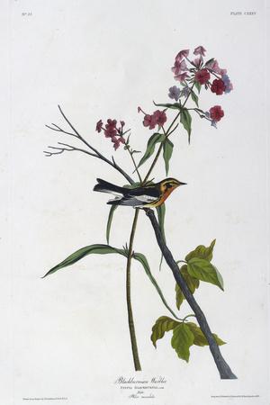 Premium Giclee Print, , small