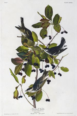 Premium Giclee Print, , small