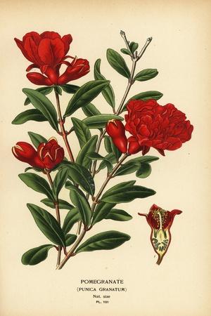 Premium Giclee Print, , small