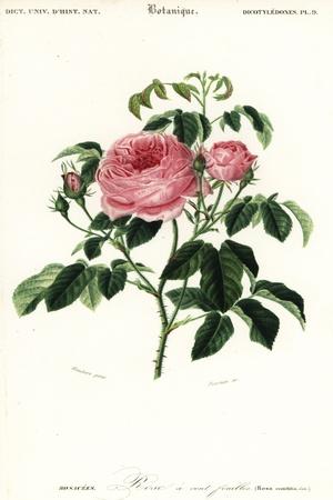 Premium Giclee Print, , small