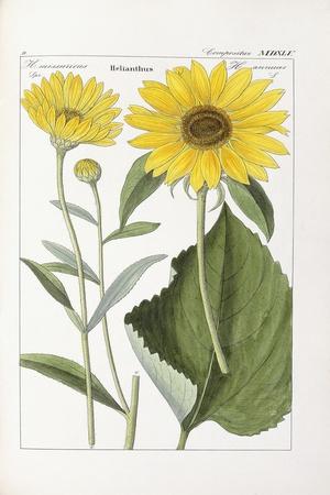 Premium Giclee Print, , small