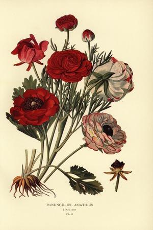 Premium Giclee Print, , small