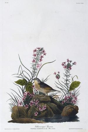 Premium Giclee Print, , small