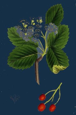 Premium Giclee Print, , small