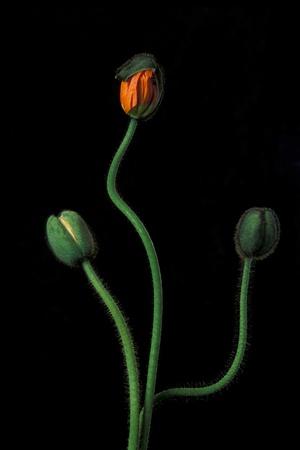 Premium Giclee Print, , small