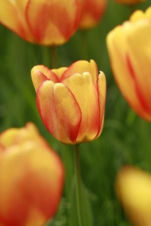 Premium Giclee Print, , small