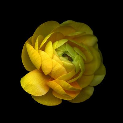 Premium Photographic Print, , small
