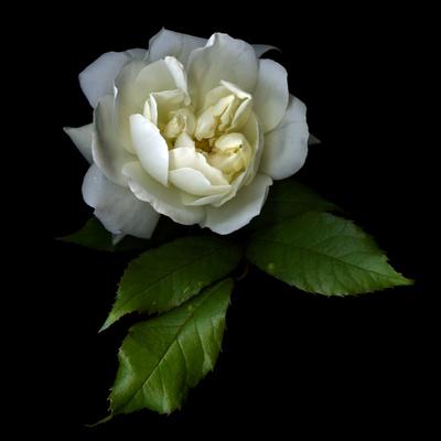 Premium Photographic Print, , small