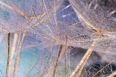 Premium Photographic Print, , small