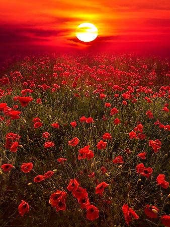 Premium Photographic Print, , small