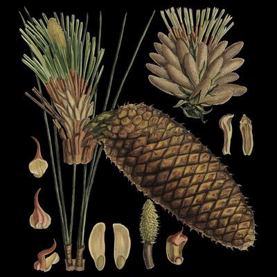 Premium Giclee Print, , small