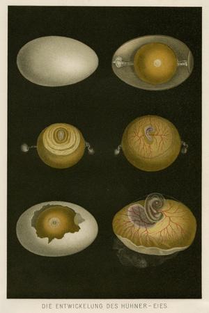 Premium Giclee Print, , small