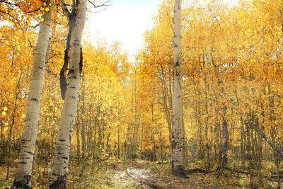 Premium Giclee Print, , small