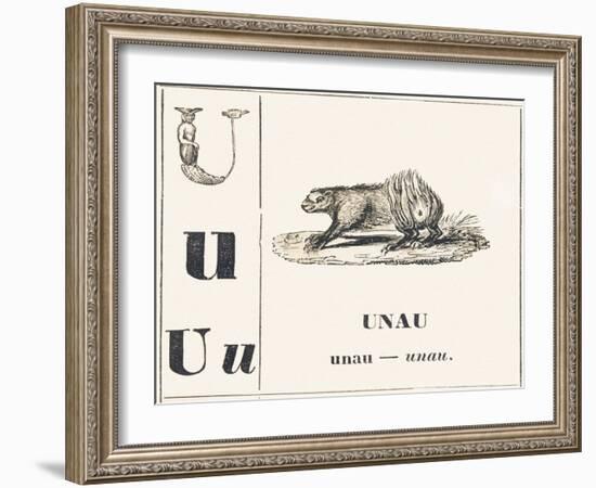 U like Unau, 1850 (Engraving)-Louis Simon (1810-1870) Lassalle-Framed Giclee Print