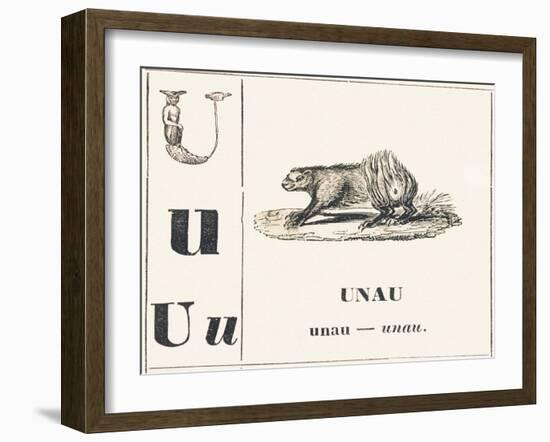 U like Unau, 1850 (Engraving)-Louis Simon (1810-1870) Lassalle-Framed Giclee Print