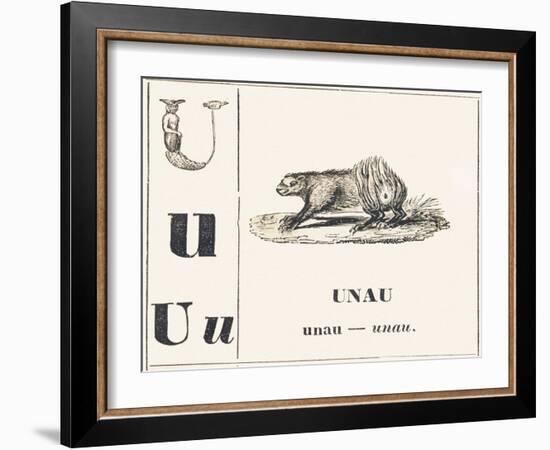 U like Unau, 1850 (Engraving)-Louis Simon (1810-1870) Lassalle-Framed Giclee Print