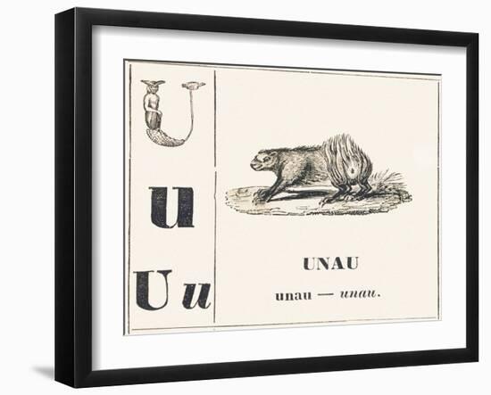 U like Unau, 1850 (Engraving)-Louis Simon (1810-1870) Lassalle-Framed Giclee Print