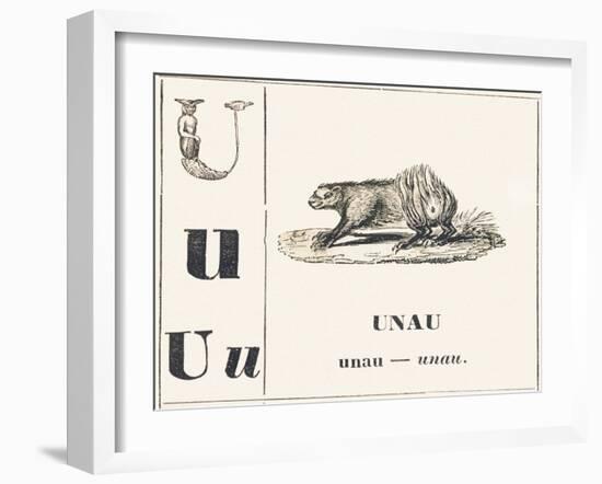 U like Unau, 1850 (Engraving)-Louis Simon (1810-1870) Lassalle-Framed Giclee Print