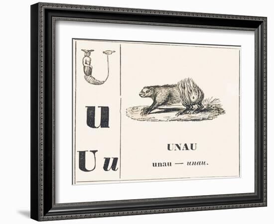 U like Unau, 1850 (Engraving)-Louis Simon (1810-1870) Lassalle-Framed Giclee Print