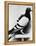 U.S. Army Carrier Pigeon-Philip Gendreau-Framed Premier Image Canvas