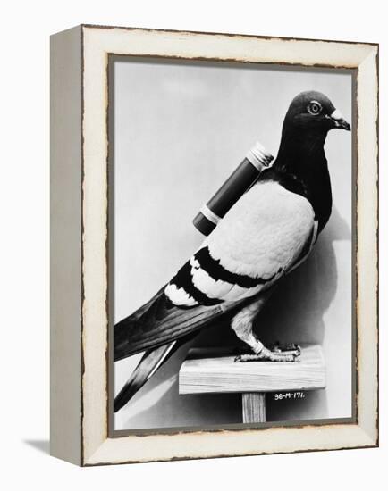 U.S. Army Carrier Pigeon-Philip Gendreau-Framed Premier Image Canvas