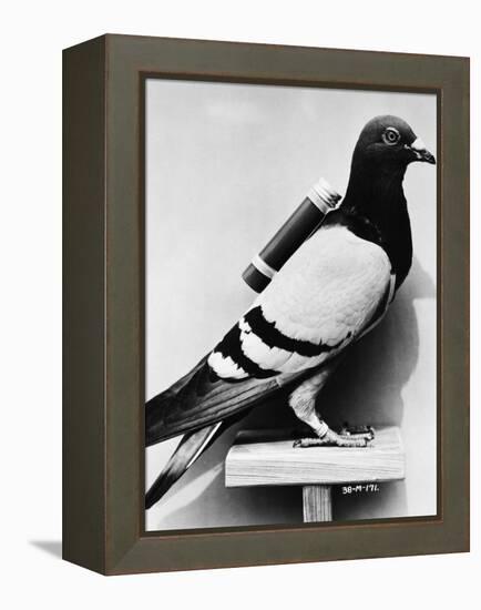 U.S. Army Carrier Pigeon-Philip Gendreau-Framed Premier Image Canvas