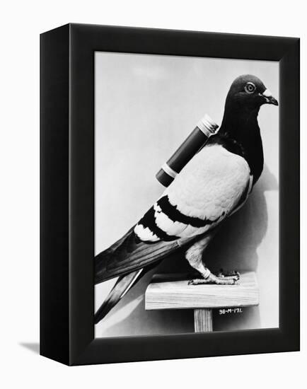 U.S. Army Carrier Pigeon-Philip Gendreau-Framed Premier Image Canvas