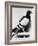 U.S. Army Carrier Pigeon-Philip Gendreau-Framed Photographic Print