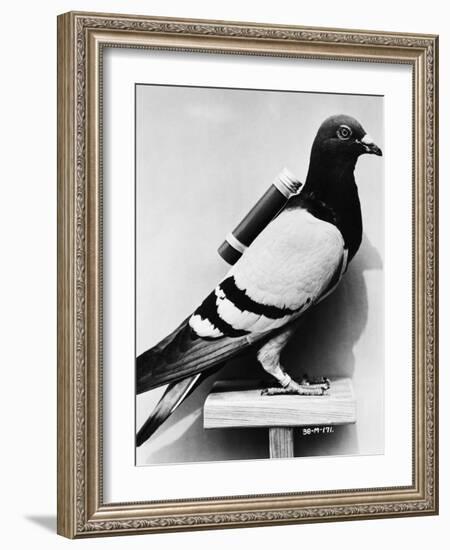 U.S. Army Carrier Pigeon-Philip Gendreau-Framed Photographic Print