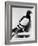 U.S. Army Carrier Pigeon-Philip Gendreau-Framed Photographic Print