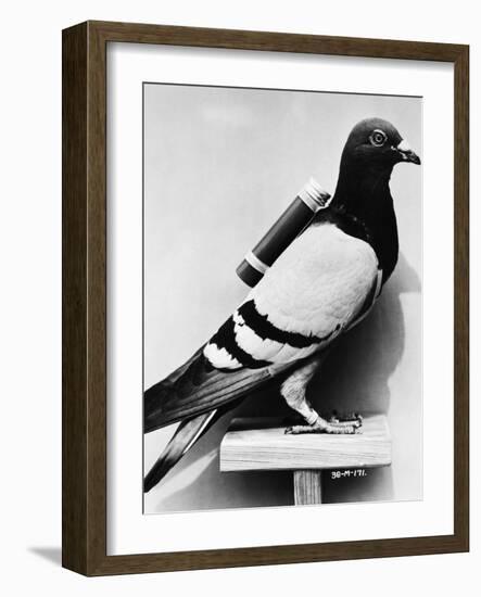 U.S. Army Carrier Pigeon-Philip Gendreau-Framed Photographic Print