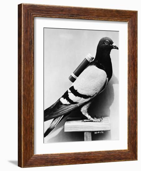 U.S. Army Carrier Pigeon-Philip Gendreau-Framed Photographic Print