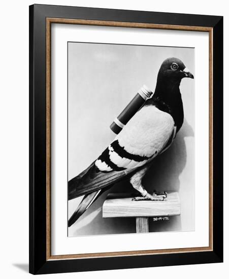 U.S. Army Carrier Pigeon-Philip Gendreau-Framed Photographic Print