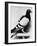 U.S. Army Carrier Pigeon-Philip Gendreau-Framed Photographic Print