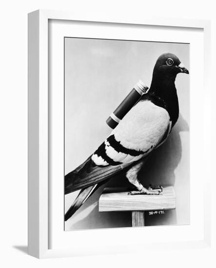 U.S. Army Carrier Pigeon-Philip Gendreau-Framed Photographic Print