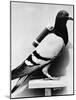 U.S. Army Carrier Pigeon-Philip Gendreau-Mounted Photographic Print