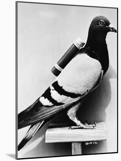 U.S. Army Carrier Pigeon-Philip Gendreau-Mounted Photographic Print