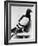 U.S. Army Carrier Pigeon-Philip Gendreau-Framed Photographic Print